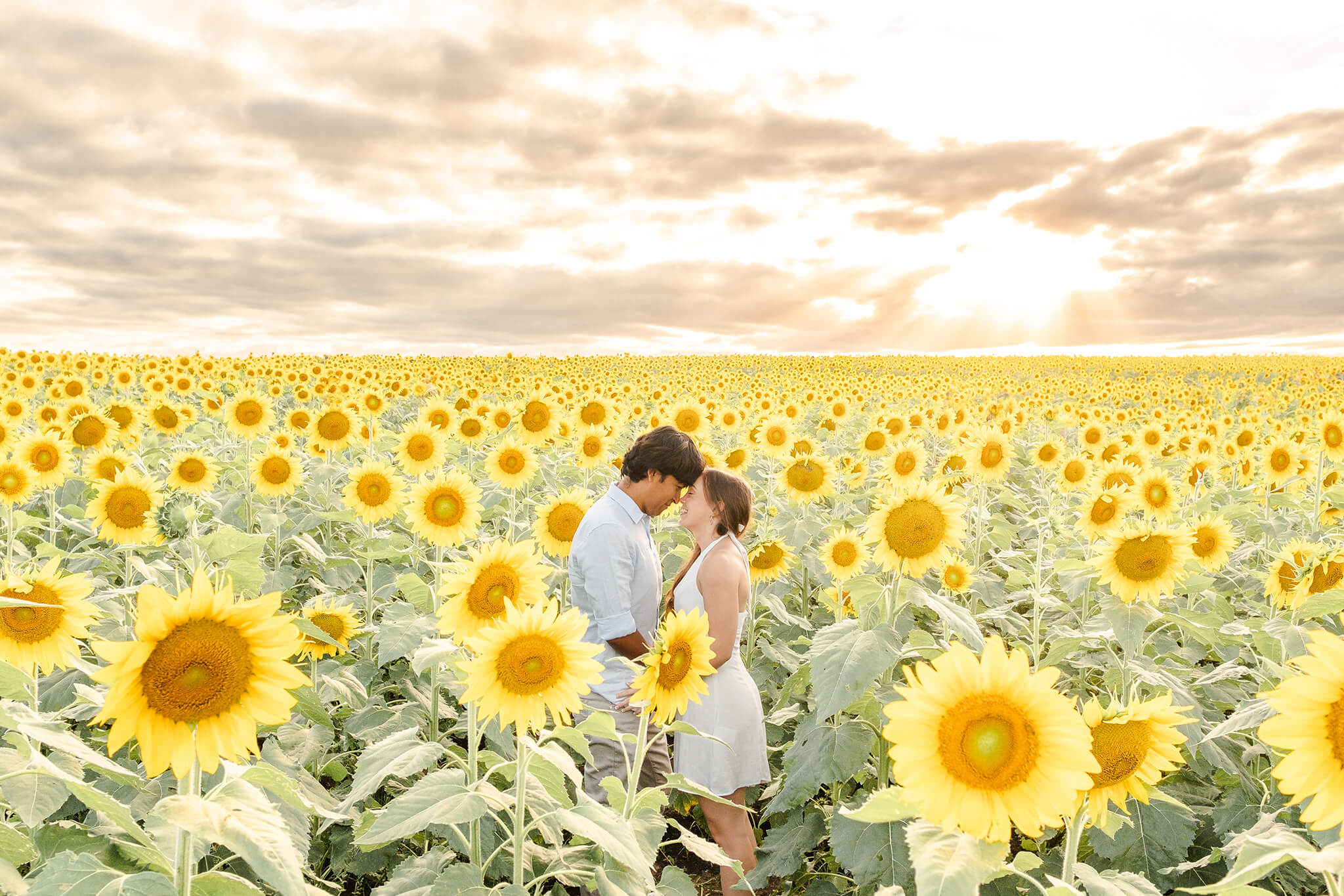 couple sharing intimate shot during engagement shoot in sunflower field brisbane