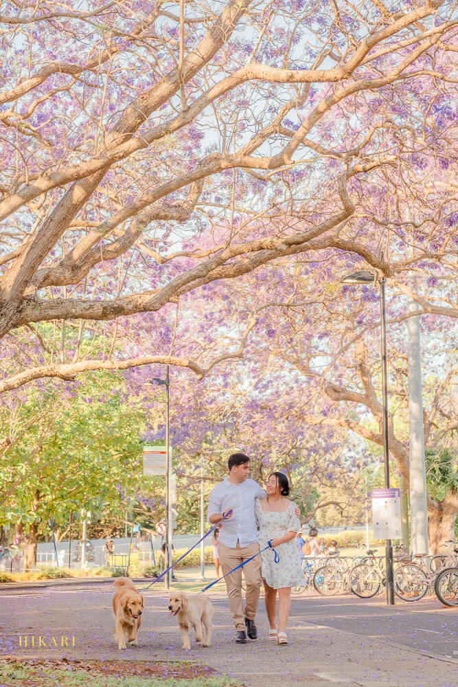 couple walking in jacaranda blossoms with golden retrievers in Brisbane UQ